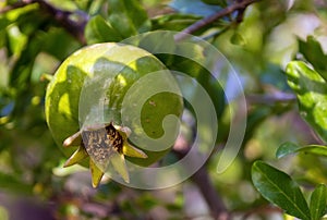 Unripe pomegranate on a branch