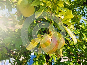 Unripe pomegranate fruit is hanging on sun-drenched green pomegranate tree