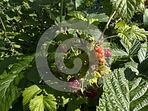 unripe raspberries on a bush