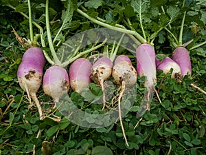Unripe or raw turnips in the garden. Fresh and green vegetable. View from above