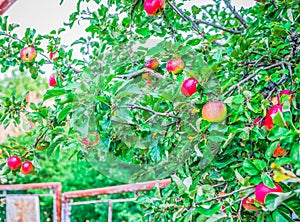 Unripe red apples, Orchard. Young apple tree. Ripe fruit harvest