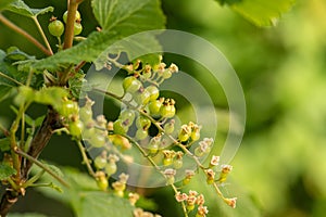 Unripe Red Currant Berries In Spring Garden Close Up