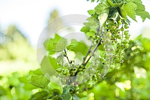 Unripe red currant fruits on bush