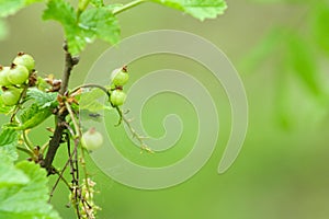 Unripe red currants on redcurrant bush in spring time
