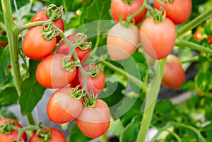 Unripe red tomato growing on the vine