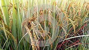 Unripe rice field close up