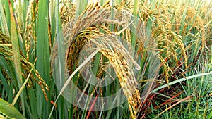 Unripe rice field stock photo
