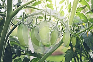 Unripe San Marzano tomatoes