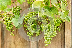 Unripe Sauvignon Blanc grapes on vine