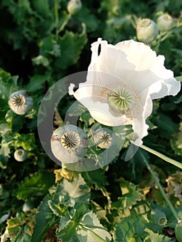 Unripe seed capsule of opium poppy