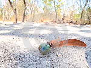 Unripe seed of Hairy Keruing fall down on the ground in the forest