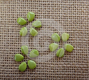 Unripe seeds of flowerfence - Flowers design photo