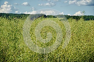 Unripe seeds of rape. Field of green ripeness oilseed isolated on a cloudy blue sky in summer time (Brassica napus)