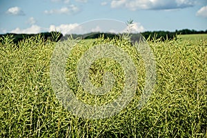 Unripe seeds of rape. Field of green ripeness oilseed on a cloudy blue sky in summer time (Brassica napus)