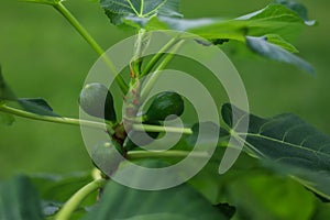 Unripe small figs growing on the tree