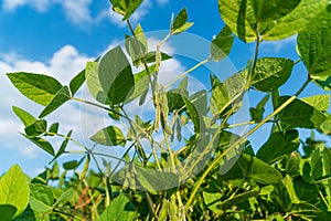 Unripe soybean pods on a stalk. Soybean pods close-up on sky background