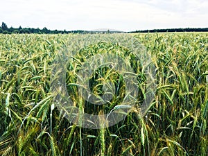 Unripe spikelets of wheat  in a huge field