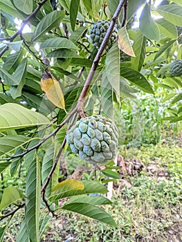 Unripe srikaya fruit in the garden