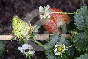 Unripe Strawberries fruits close up background, species Fragaria ananassa cultivated worldwide