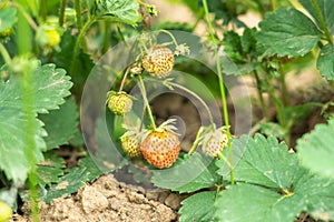 Unripe strawberries in the garden. Albion strawberry variety photo