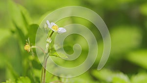 Unripe strawberry berry on bush. Beautiful blooming strawberry plant. Environmentally friendly product. Close up.