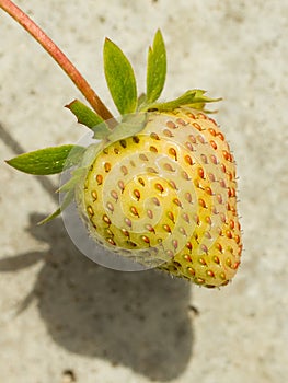 Unripe strawberry in a farm