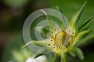 Unripe strawberry, food background