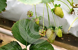 Unripe strawberry fresh fruit