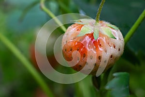 Unripe strawberry on garden bed. Close up view