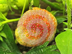 Unripe strawberry in my garden, fruit can be used to make preserves