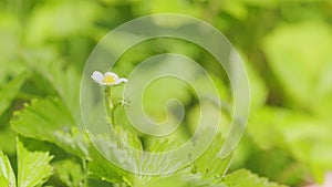 Unripe strawberry. Wild strawberry flowers. Strawberry tendrils and arrows for propagation. Close up.