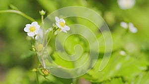 Unripe strawberry. Wild strawberry flowers. Strawberry tendrils and arrows for propagation. Close up.