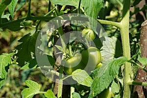 Unripe tomato fruits of green color growing on the tomato plant.