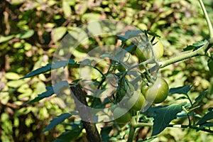 Unripe tomato fruits of green color growing on the tomato plant.