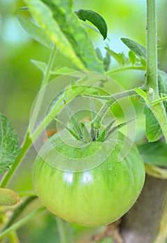 Unripe tomato in garden