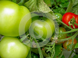 Unripe Tomato Plant photo