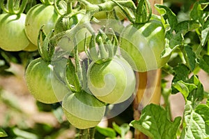 Unripe tomatoes