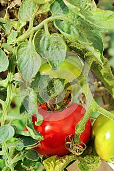 Unripe tomatoes