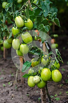 Unripe tomatoes