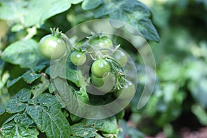 Unripe tomatoes