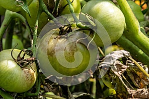 Unripe tomatoes affected by late blight. Phytophthora Infestans.