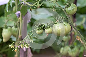 Unripe tomatoes on a branch in garden