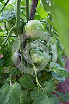 Unripe tomatoes on bush