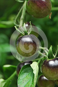 Unripe Tomatoes (\