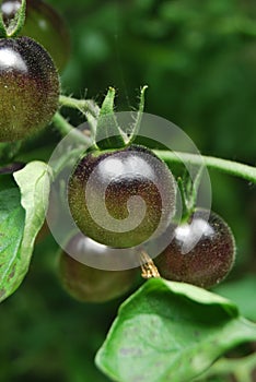 Unripe Tomatoes (\