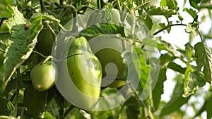 Unripe tomatoes on farmers plantation. green tomatoes ripen on a branch of a bush. close-up. Fetus of tomato plant in