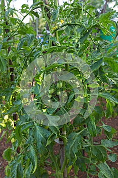 Unripe tomatoes in the garden
