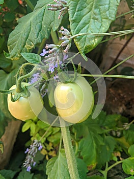 Unripe tomatoes in the garden