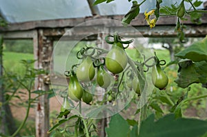 Unripe tomatoes