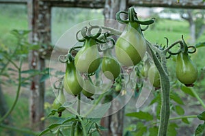 Unripe tomatoes